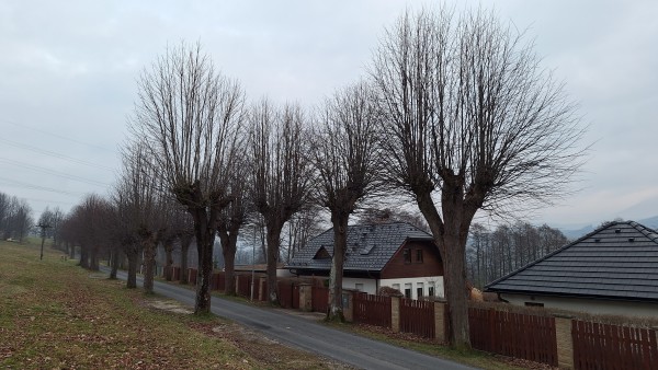 Nemocné stromy nahradí nové lípy