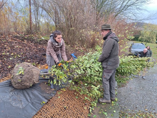 Žáci ze ZŠ Jeseník pomáhali s výsadbou habrů