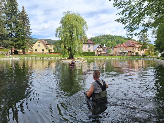 Umístění leknínů.