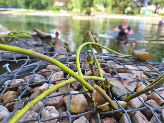 Poupě se bude vyvíjet pod hladinou.