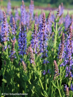 V časném létě se ve výsadbách objeví velkokvěté zvonky, kakosty, světle modré amsonie a fialové šalvěje spolu s velkolepými okrasnými česneky.