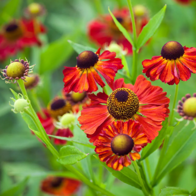 V plném létě budou záhonu dominovat vysoké medonosné trvalky, jako třapatky (Echinacea) a zápleváky (Helenium).