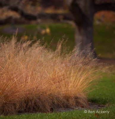 V babím létě a na podzim pak kvetení uzavře hvězdnice (Aster) prokvétající ve zlatavě a bronzově vybarvených okrasných travinách, které jsou nejpůsobivější právě v podzimním světle.