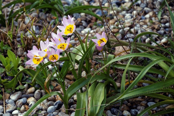 Po dlouhé zimě určitě potěší první vlaštovky jara v podobě rozkvetlých narcisů, modřenců a drobných botanických tulipánů.
